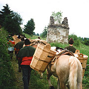 Bayerischer Wald